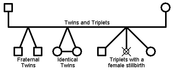 How Are Dizygotic Twins Represented On A Pedigree Chart